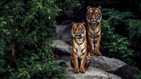 Three Tigers Named to CSC Academic All-District Team – Colorado College Athletics