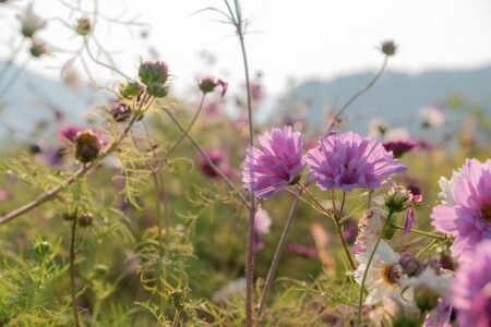 Exciting Showdown: Ghirardato and Kovacevic Gear Up for NCAA Fall Doubles Championship in Orlando! Exciting Showdown: Ghirardato and Kovacevic Gear Up for NCAA Fall Doubles Championship in Orlando!