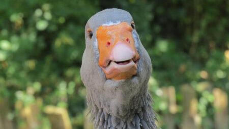 Brantmeier and Kajuru Shine at NCAA Singles Championship!