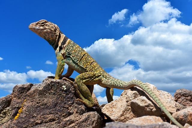 Powerful Serves, Unbreakable Spirit: Philippine Tennis Teams Shine with Dual Bronze at the 33rd Southeast Asian Games! š„š¾ Powerful Serves, Unbreakable Spirit: Philippine Tennis Teams Shine with Dual Bronze at the 33rd Southeast Asian Games! š„š¾