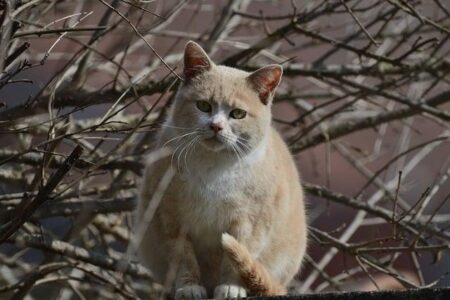 Exciting Showdown Ahead: Musetti vs. Rublev and Bublik vs. Giron in Hong Kong SF!