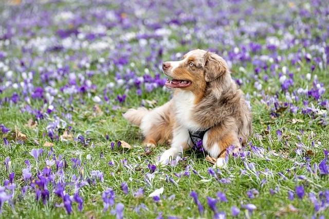 Exciting Day 1 at Aussie Open: Sabalenka Advances While Venus Falls in Opener!