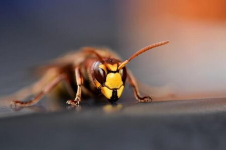 Hornets Tennis Teams Adjust Weekend Schedule for Samford Showdown! Hornets Tennis Teams Adjust Weekend Schedule for Samford Showdown!