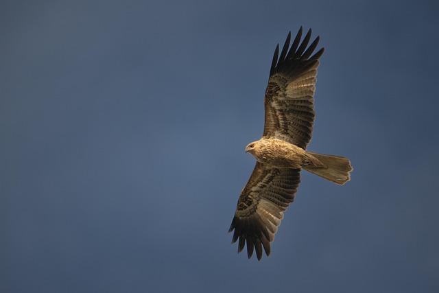Epic Showdown Ahead: Sabalenka and Rybakina Clash in the Australian Open Final!