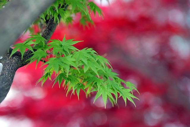 Zheng is hilarious! Pegula couldn’t stop laughing at her question