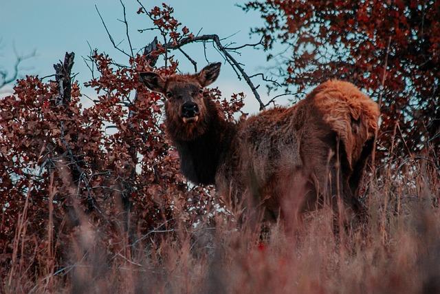 Shockers Knock Off No. 52 Nebraska for Fourth Straight Win – Wichita State Athletics