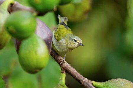 Tennessee State Snaps Men’s Tennis’ Winning Streak Saturday Afternoon – Belmont Bruins