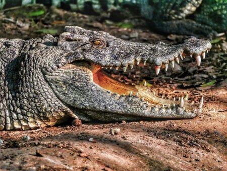 No. 21 Gators Men’s Splits Sunday Doubleheader Against Oklahoma and North Carolina A&T – Florida Gators No. 21 Gators Men’s Splits Sunday Doubleheader Against Oklahoma and North Carolina A&T – Florida Gators