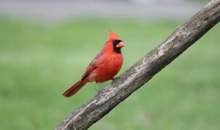 Redbirds Soar to Victory: Dominant 6-1 Win Over Belmont!