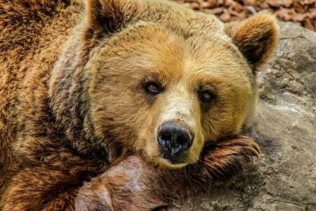 From Missoula to the Court: A Grizzly’s Journey to the Montana Women’s Tennis Team! From Missoula to the Court: A Grizzly’s Journey to the Montana Women’s Tennis Team!