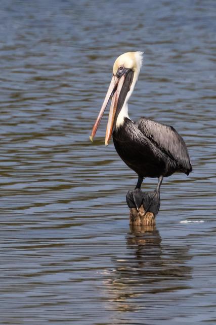 Coco Gauff joins World Team Tennis relaunch as a player and team owner for Florida Flamingos – nytimes.com